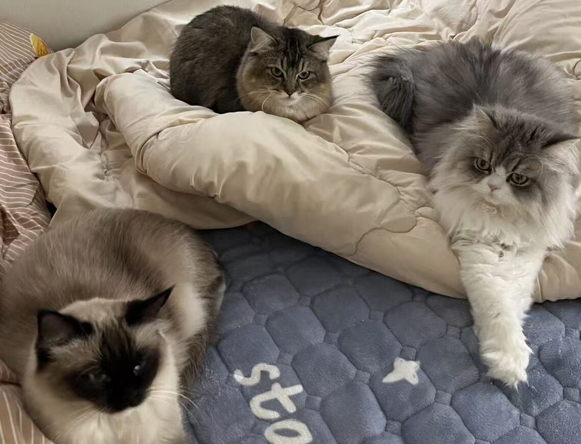 こころみたすペット思い出セレモニーにて葬儀したペットちゃん | えびくん