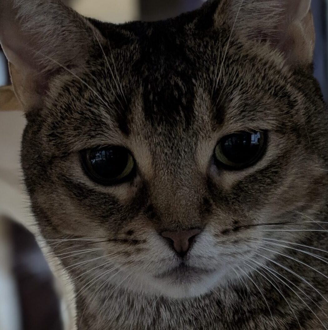 こころみたすペット思い出セレモニーにて葬儀したペットちゃん | ちこちゃん