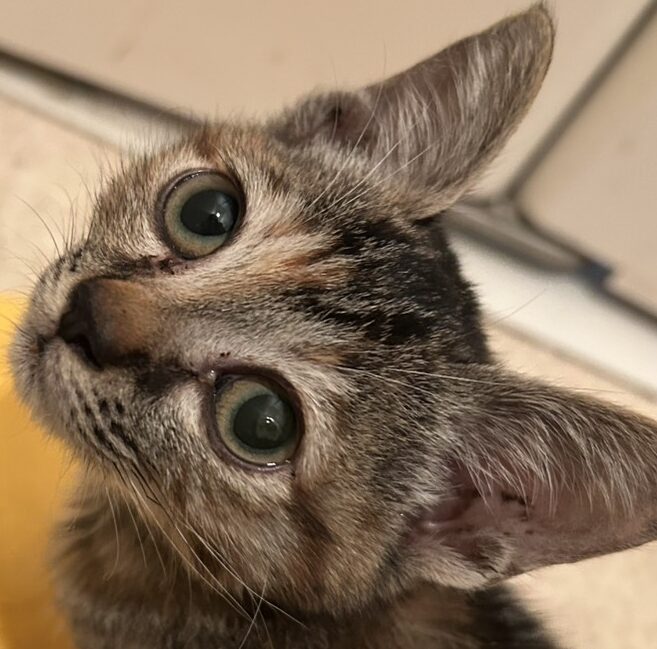 こころみたすペット思い出セレモニーにて葬儀したペットちゃん | くぅちゃん