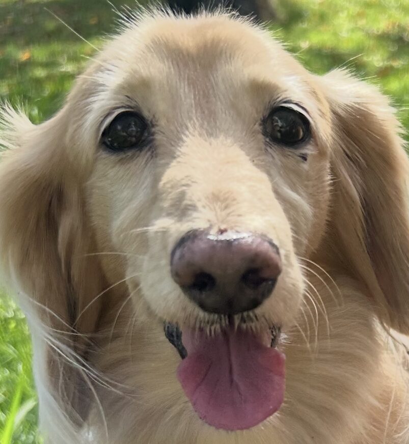 こころみたすペット思い出セレモニーにて葬儀したペットちゃん | バロンくん