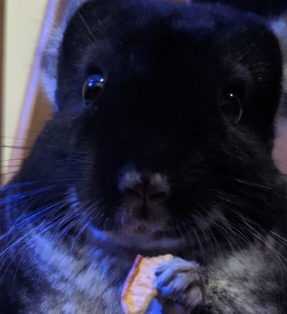 こころみたすペット思い出セレモニーにて葬儀したペットちゃん | ここあちゃん