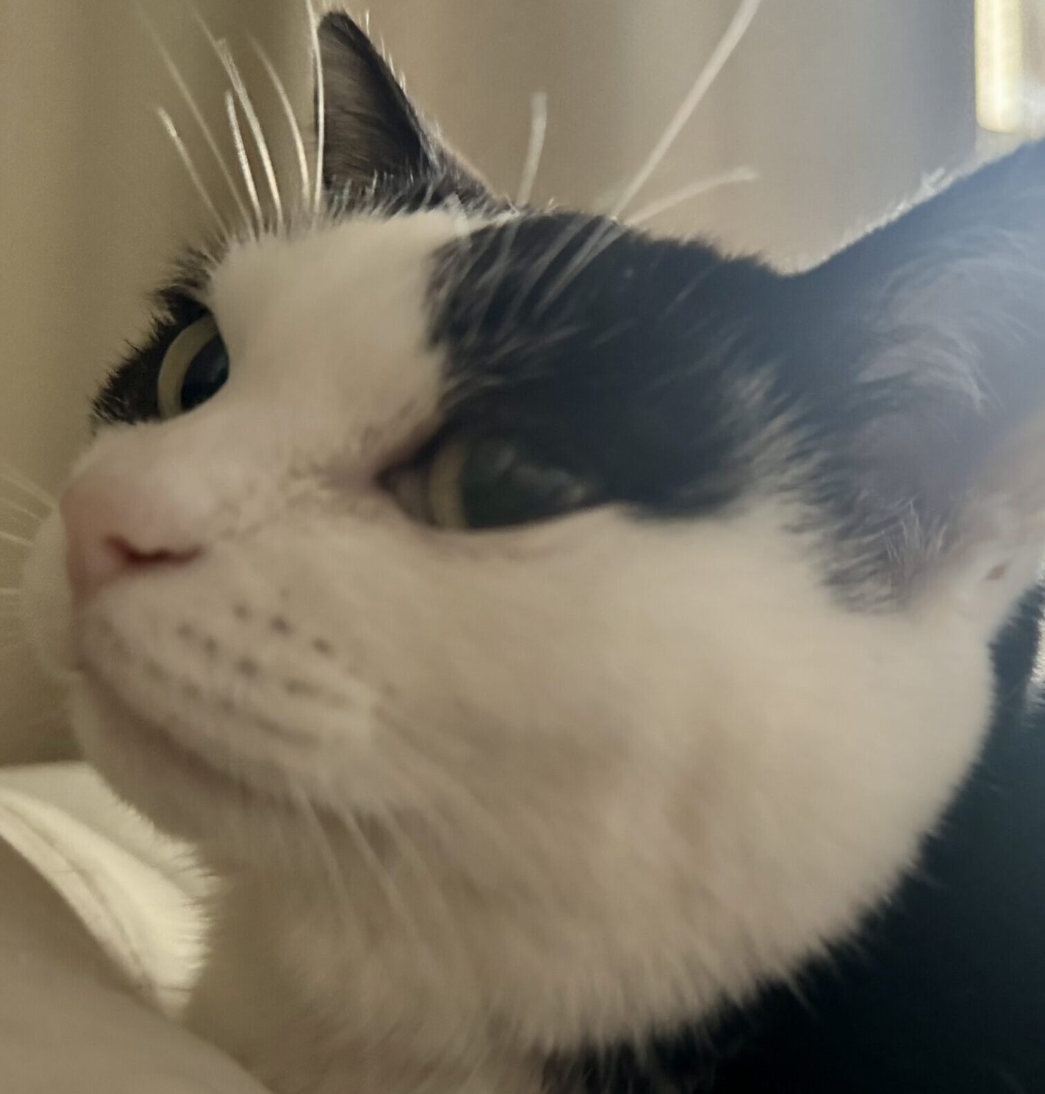 こころみたすペット思い出セレモニーにて葬儀したペットちゃん | ちろちゃん