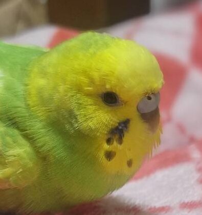 こころみたすペット思い出セレモニーにて葬儀したペットちゃん | ぴっぴちゃん