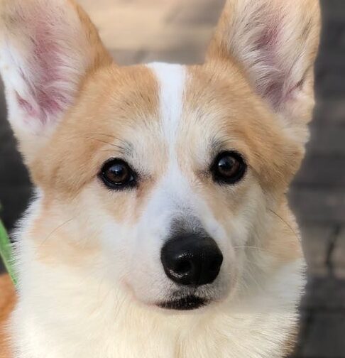 こころみたすペット思い出セレモニーにて葬儀したペットちゃん | Tくん