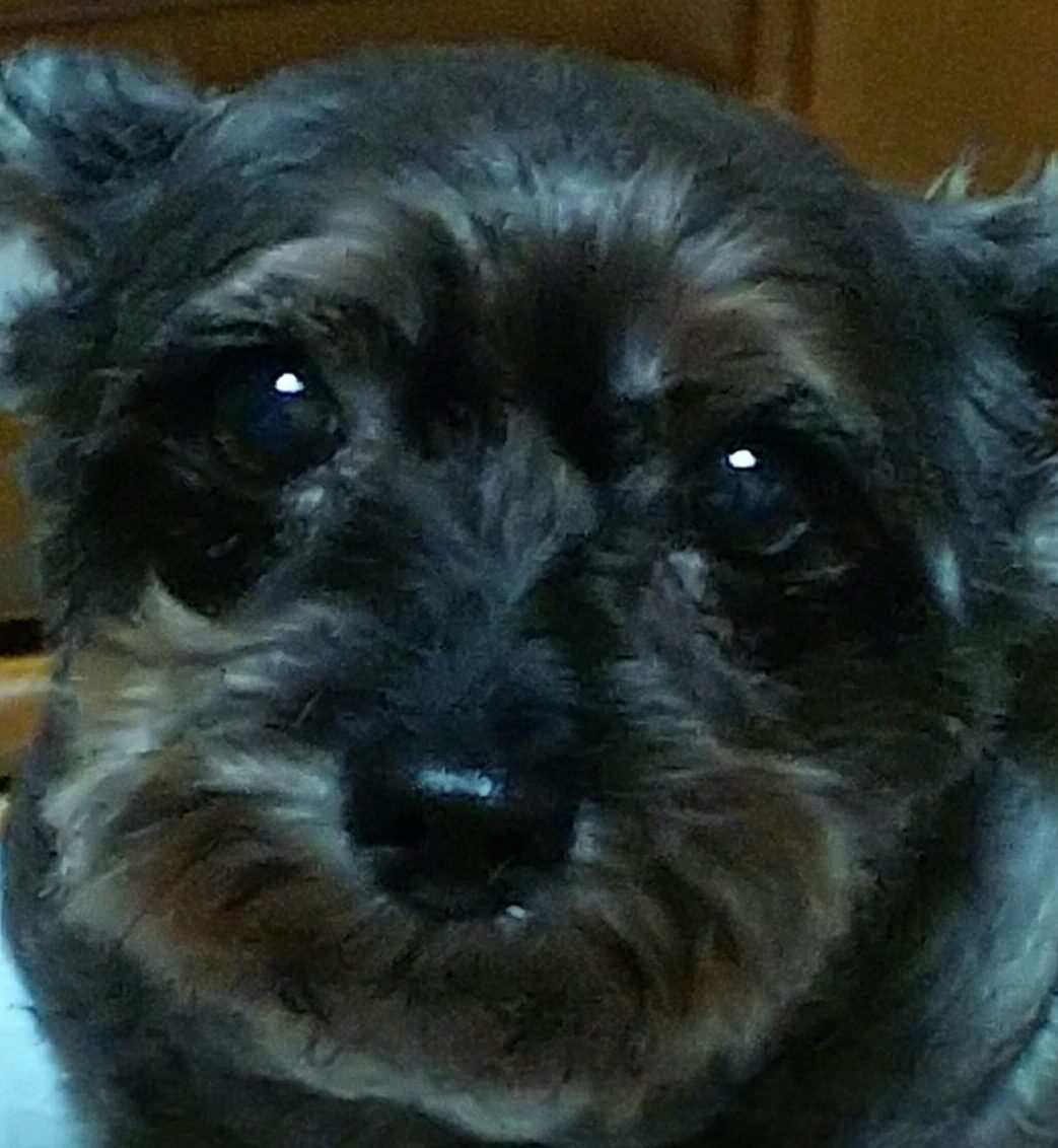 こころみたすペット思い出セレモニーにて葬儀したペットちゃん | マイティちゃん