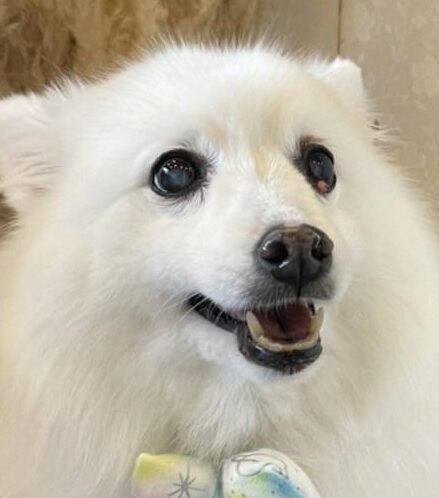 こころみたすペット思い出セレモニーにて葬儀したペットちゃん | リロちゃん