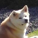 こころみたすペット思い出セレモニーにて葬儀したペットちゃん | 龍くん