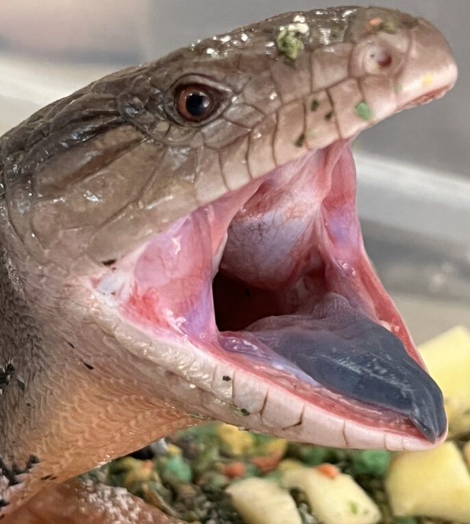 こころみたすペット思い出セレモニーにて葬儀したペットちゃん | ルタくん