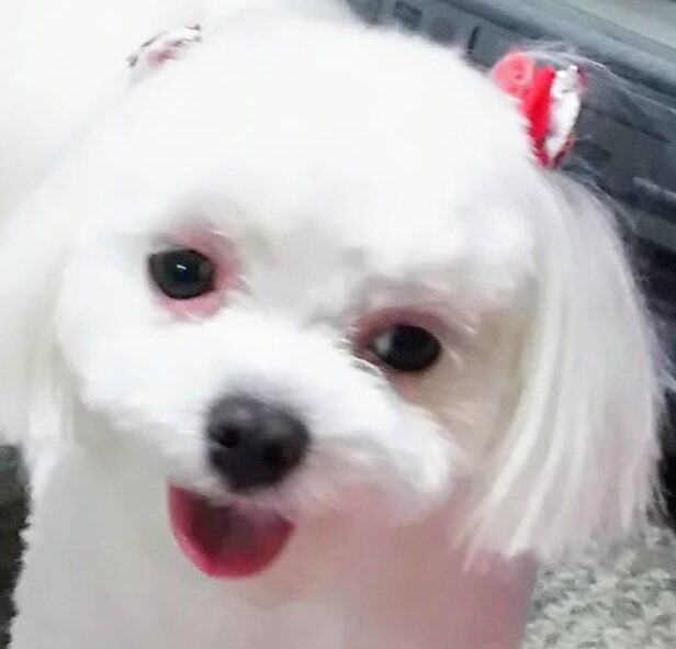 こころみたすペット思い出セレモニーにて葬儀したペットちゃん | カリンちゃん