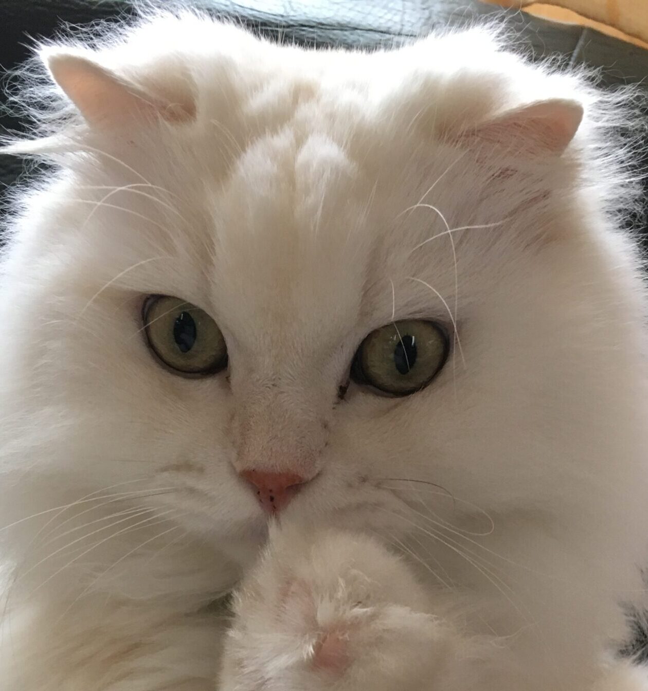 こころみたすペット思い出セレモニーにて葬儀したペットちゃん | くうちゃん