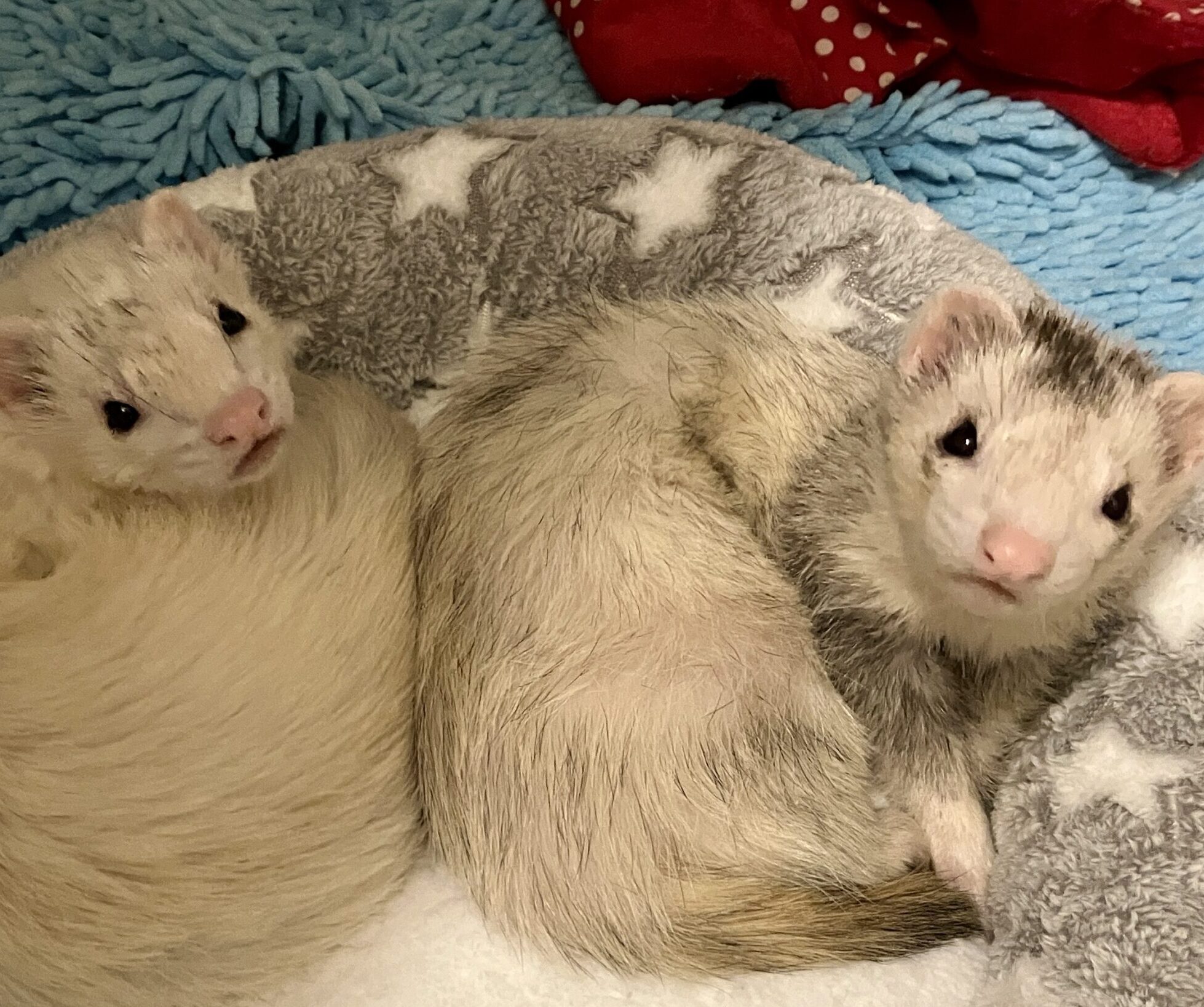 こころみたすペット思い出セレモニーにて葬儀したペットちゃん | くうくん