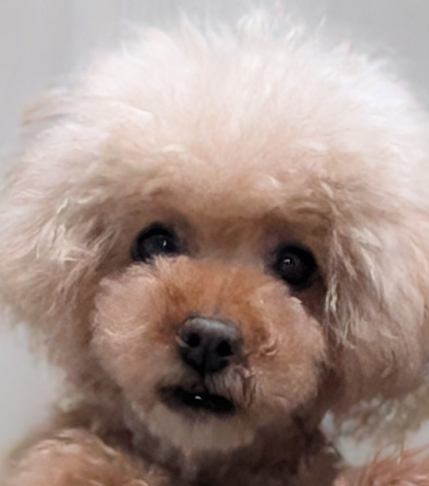 こころみたすペット思い出セレモニーにて葬儀したペットちゃん | カノンちゃん