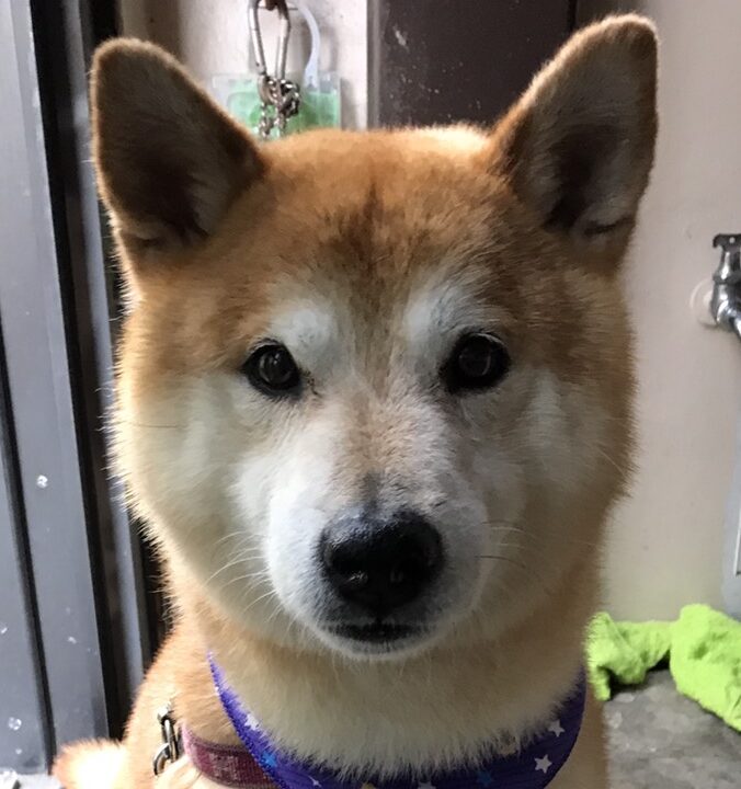 こころみたすペット思い出セレモニーにて葬儀したペットちゃん | パンくん