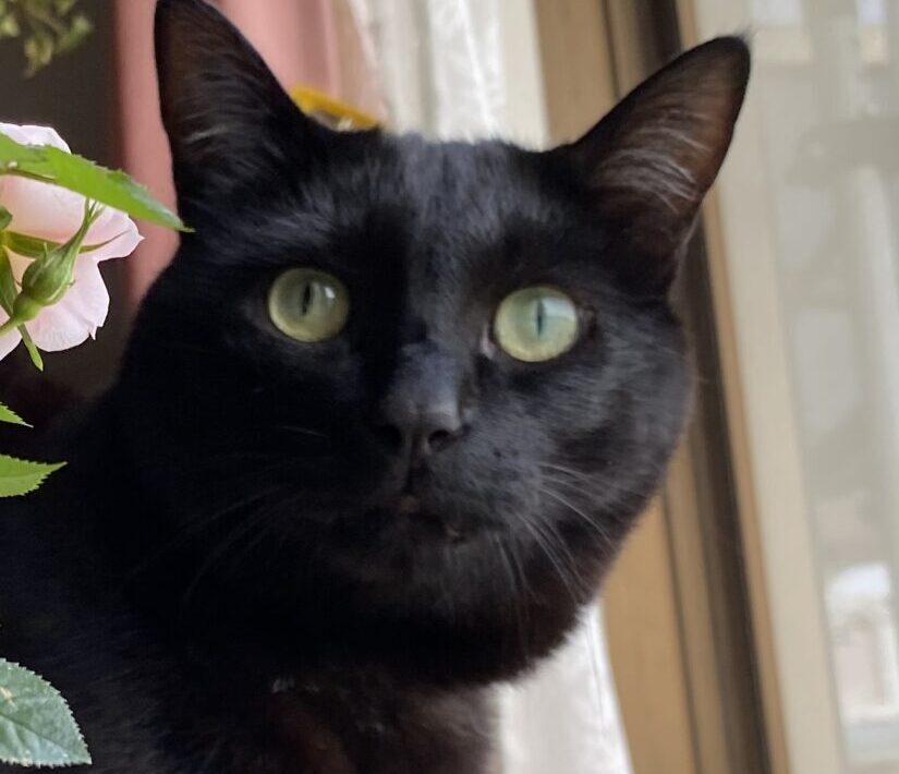 こころみたすペット思い出セレモニーにて葬儀したペットちゃん | ジジくん