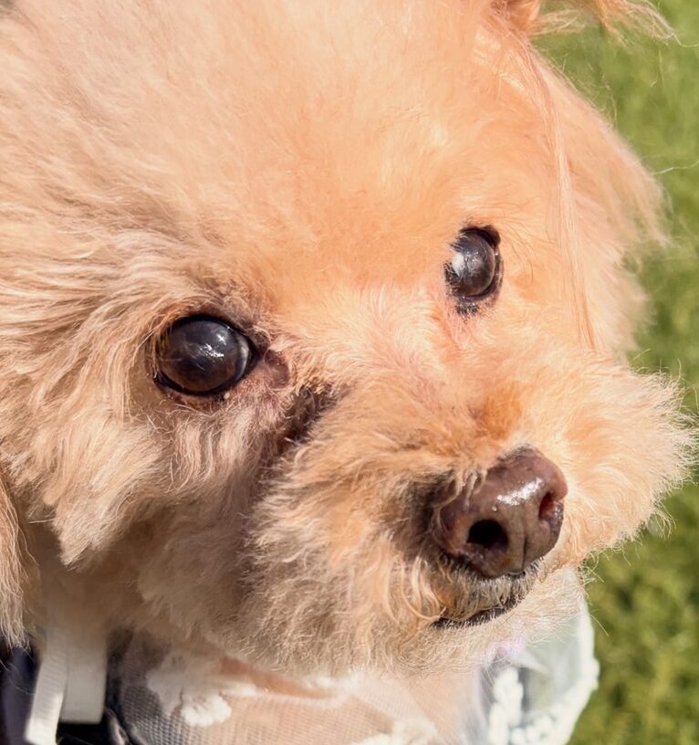 アロくん | こころみたす ペット思い出セレモニー