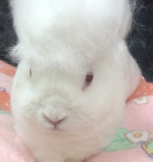 良尾くん | こころみたす ペット思い出セレモニー