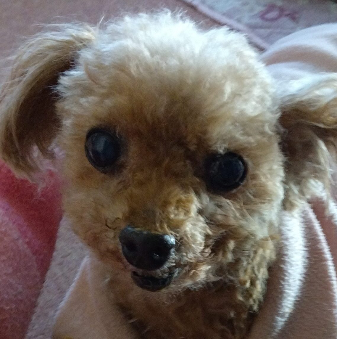 ファインくん | こころみたす ペット思い出セレモニー