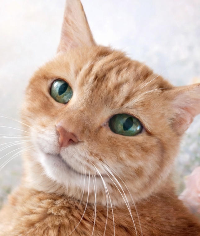 こころみたすペット思い出セレモニーにて葬儀したペットちゃん | チビちゃん