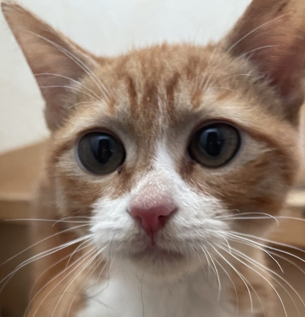 こころみたすペット思い出セレモニーにて葬儀したペットちゃん | チップくん