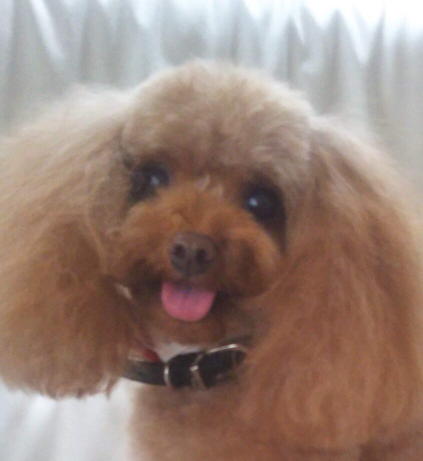 こころみたすペット思い出セレモニーにて葬儀したペットちゃん | ココアちゃん