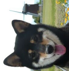 こころみたすペット思い出セレモニーにて葬儀したペットちゃん | くるみちゃん