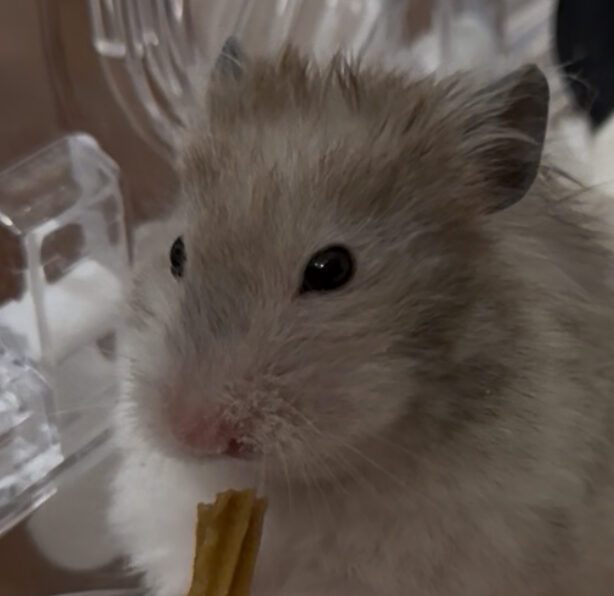 マシュマロくん | こころみたす ペット思い出セレモニー