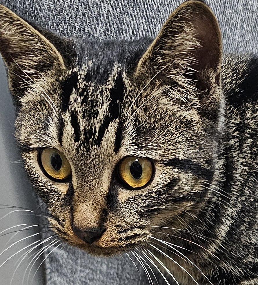 ピピくん | こころみたす ペット思い出セレモニー