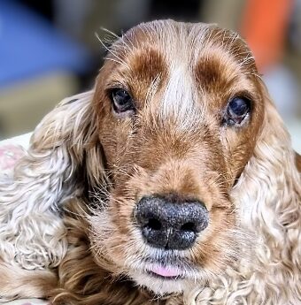 リックくん | こころみたす ペット思い出セレモニー