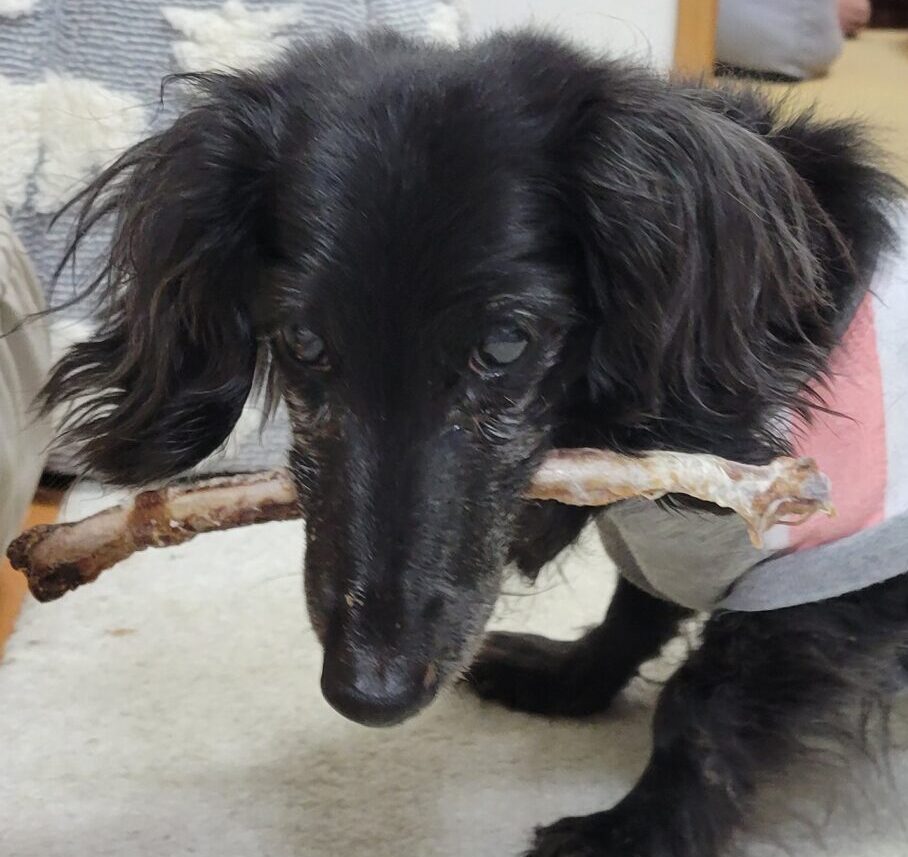 こころみたすペット思い出セレモニーにて葬儀したペットちゃん | るみちゃん