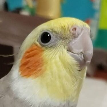 こころみたすペット思い出セレモニーにて葬儀したペットちゃん | チコリくん