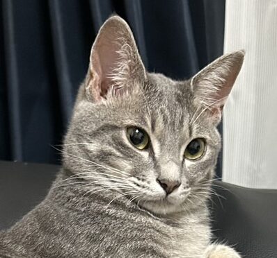 しゃちちゃん | こころみたす ペット思い出セレモニー