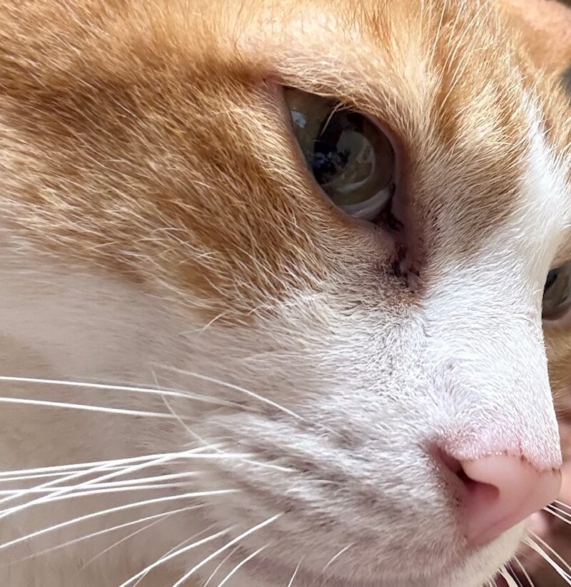 こころみたすペット思い出セレモニーにて葬儀したペットちゃん | kecakくん