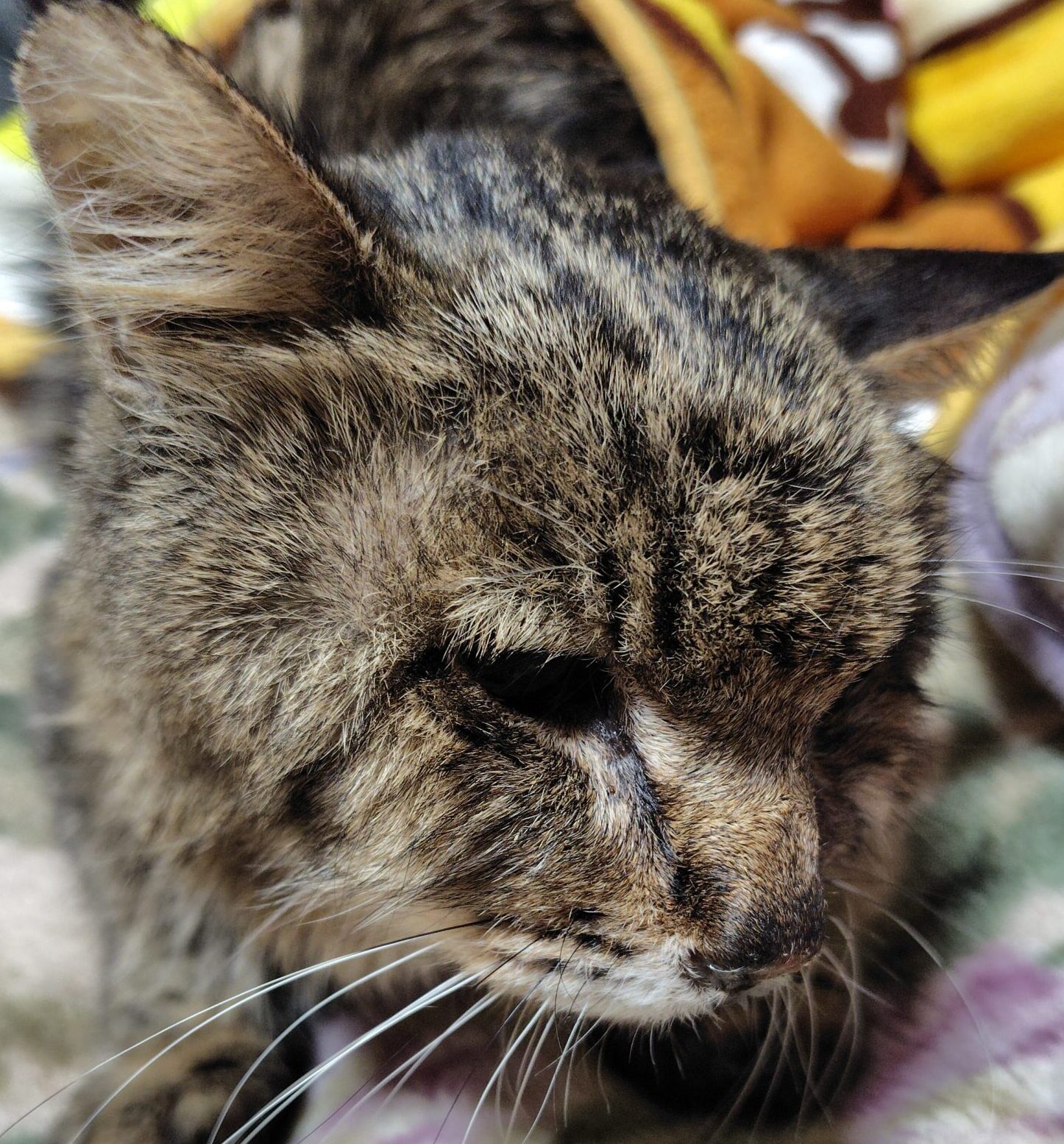 こころみたすペット思い出セレモニーにて葬儀したペットちゃん | 銀河くん