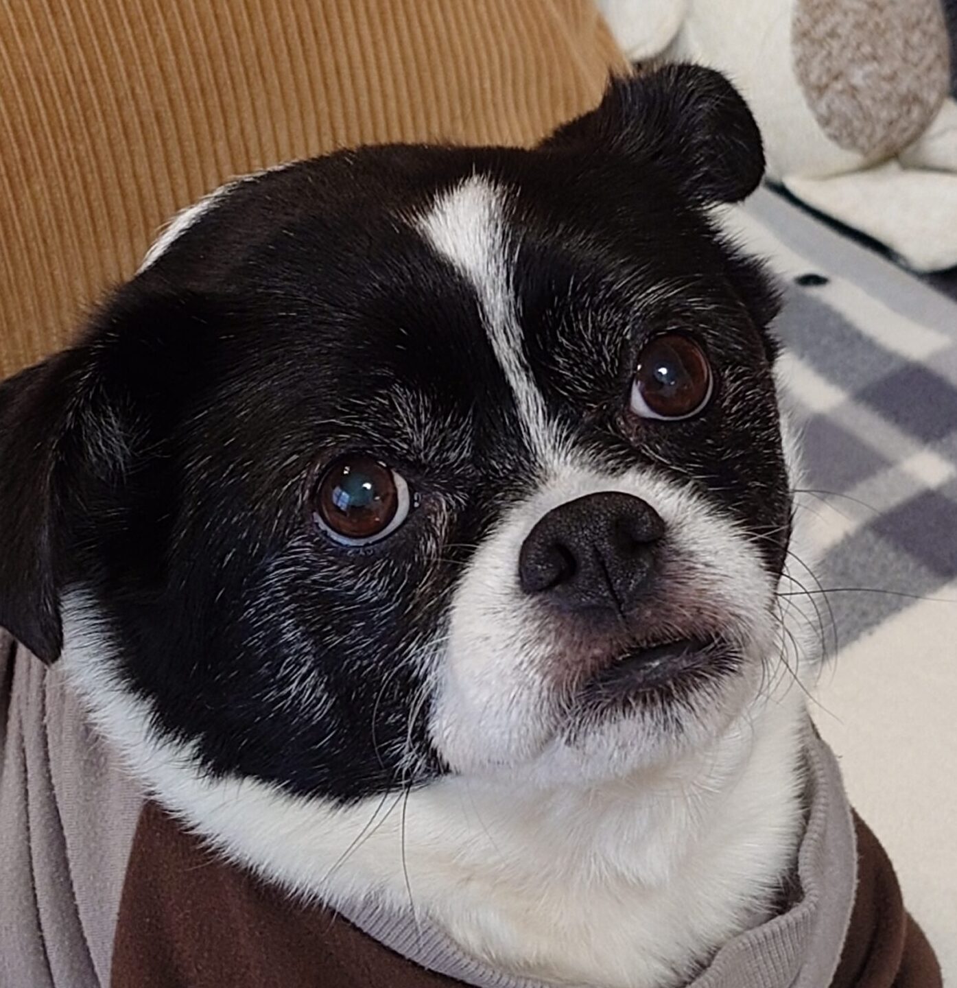 こころみたすペット思い出セレモニーにて葬儀したペットちゃん | ララくん