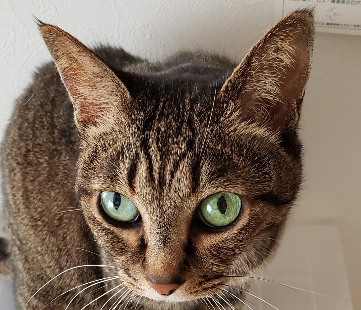 こころみたすペット思い出セレモニーにて葬儀したペットちゃん | ぐりちゃん