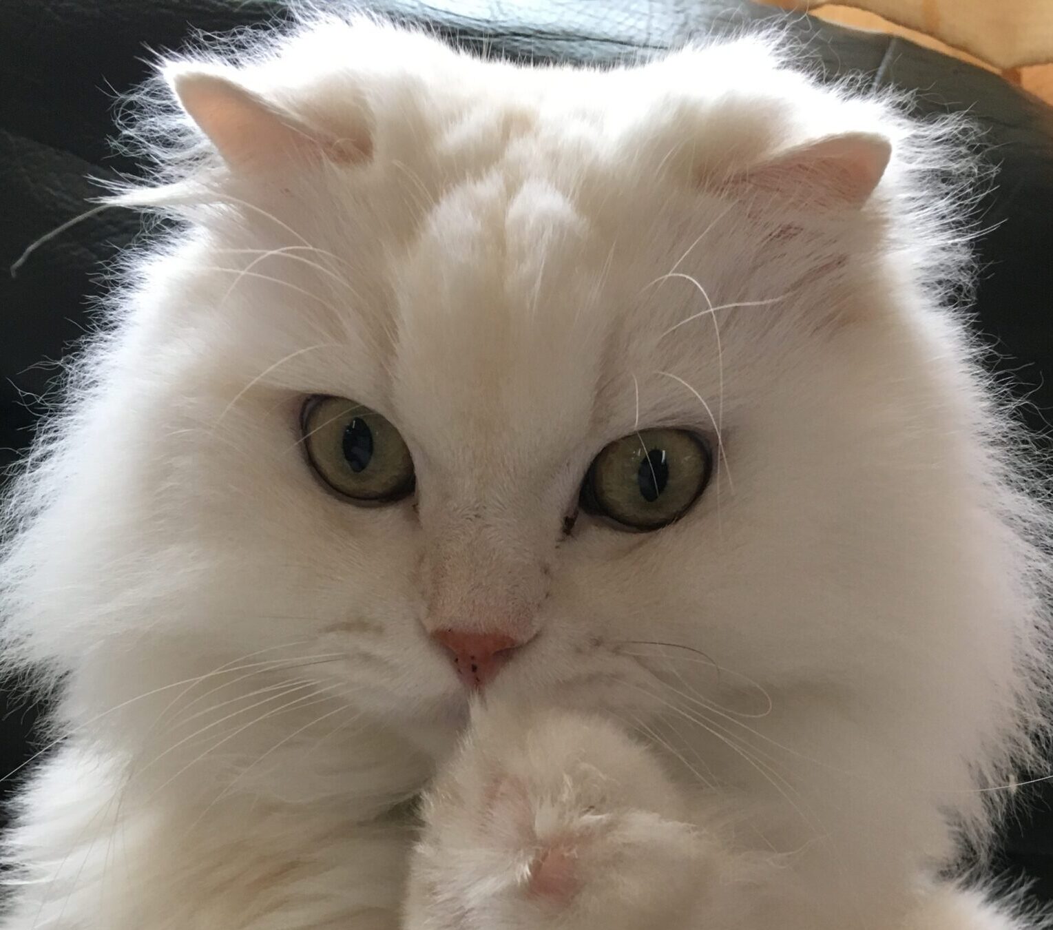 こころみたすペット思い出セレモニーにて葬儀したペットちゃん | くうちゃん