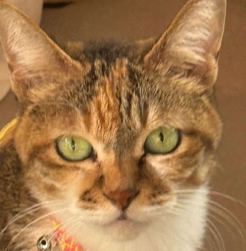 こころみたすペット思い出セレモニーにて葬儀したペットちゃん | 命子ちゃん