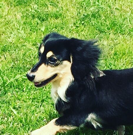 ハッピーちゃ | こころみたす ペット思い出セレモニー