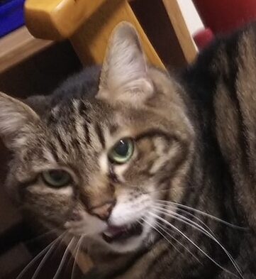 ナルトくん | こころみたす ペット思い出セレモニー