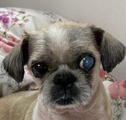 チョコくん | こころみたす ペット思い出セレモニー