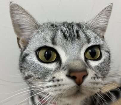 こころみたすペット思い出セレモニーにて葬儀したペットちゃん | しらたまちゃん