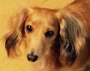 こころみたすペット思い出セレモニーにて葬儀したペットちゃん | クッキーちゃん