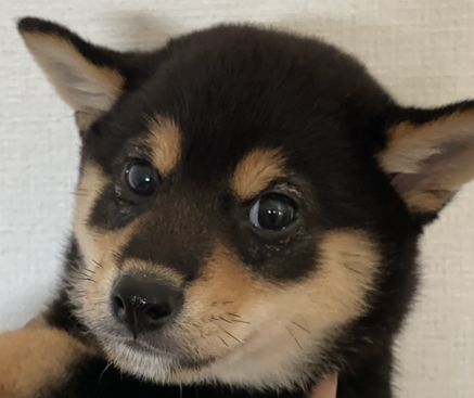 クロくん | こころみたす ペット思い出セレモニー