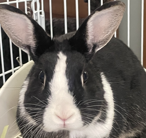 こころみたすペット思い出セレモニーにて葬儀したペットちゃん | 心春ちゃん