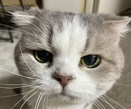 こころみたすペット思い出セレモニーにて葬儀したペットちゃん | 零ちゃん