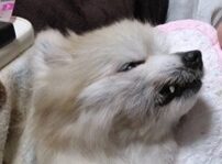 こころみたすペット思い出セレモニーにて葬儀したペットちゃん | ムクくん