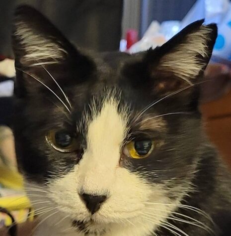 こころみたすペット思い出セレモニーにて葬儀したペットちゃん | キィちゃん