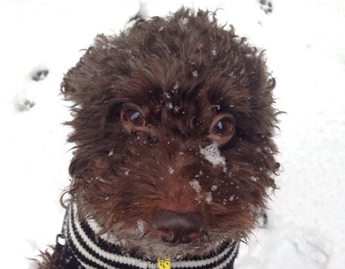 こころみたすペット思い出セレモニーにて葬儀したペットちゃん | ラムネくん