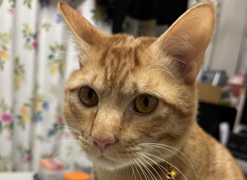 こころみたすペット思い出セレモニーにて葬儀したペットちゃん | 茶スケくん