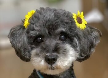 こころみたすペット思い出セレモニーにて葬儀したペットちゃん | コロンちゃん